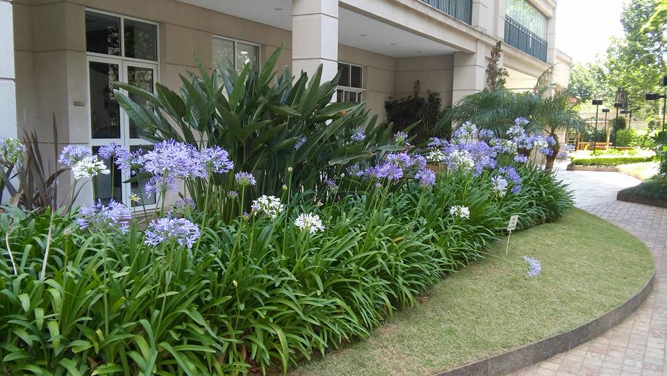 Canteiro de agapantos em condomínio
