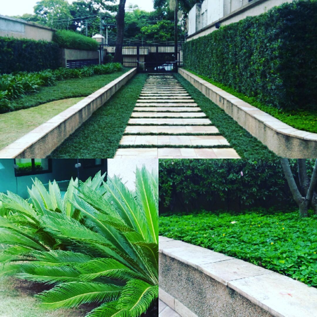 Paisagismo com cercas vivas e caminhos